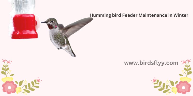 Feeder