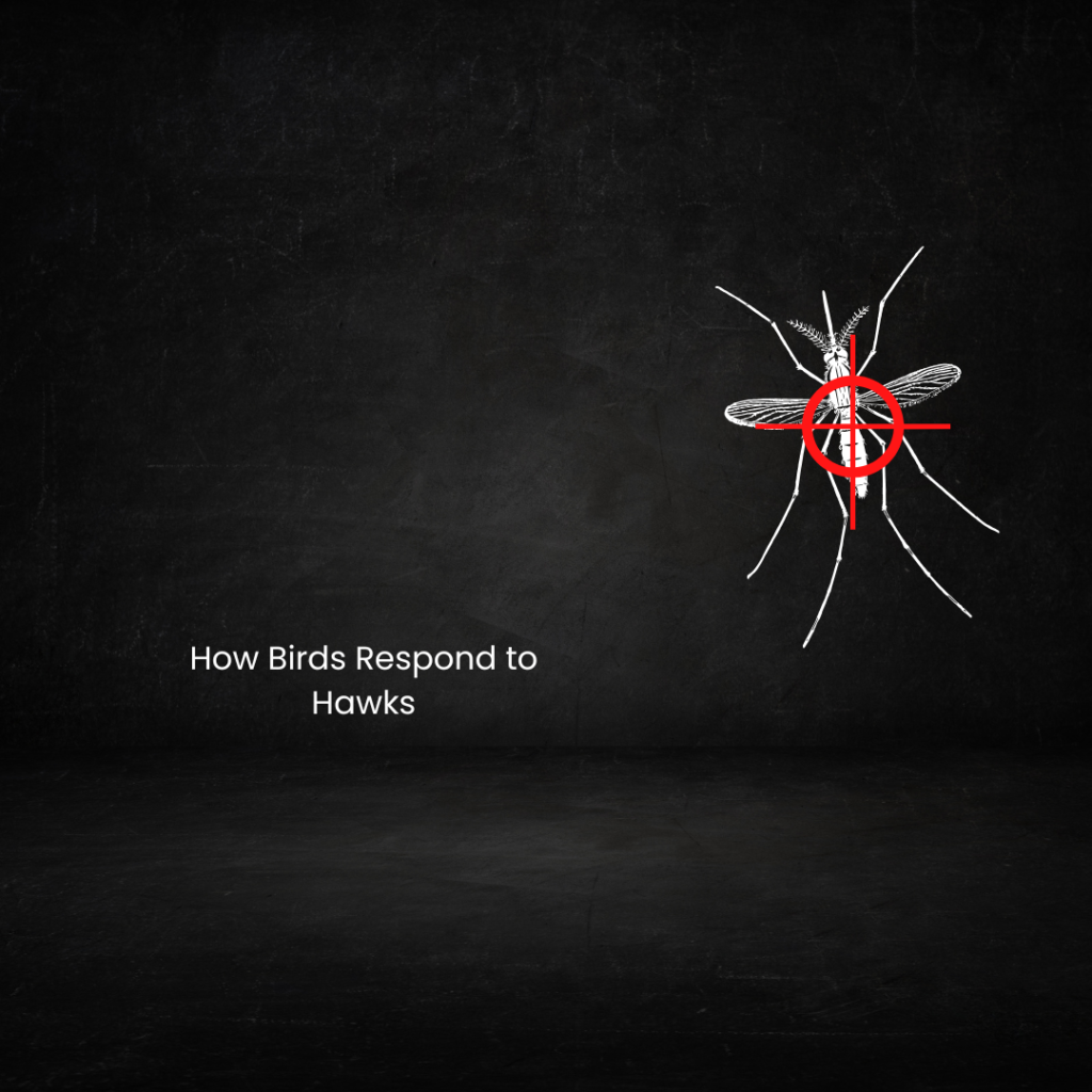 Mosquito Hawk
