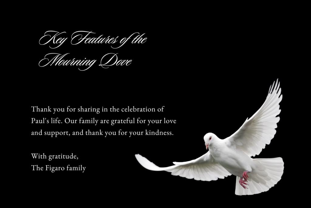 Mourning Dove