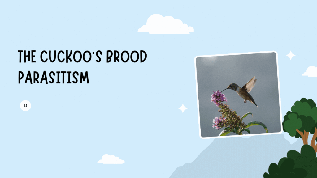 Cuckoo Bird
