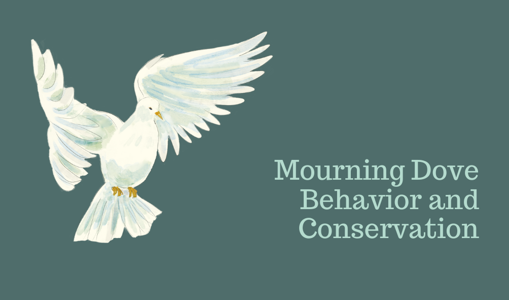 Mourning Dove