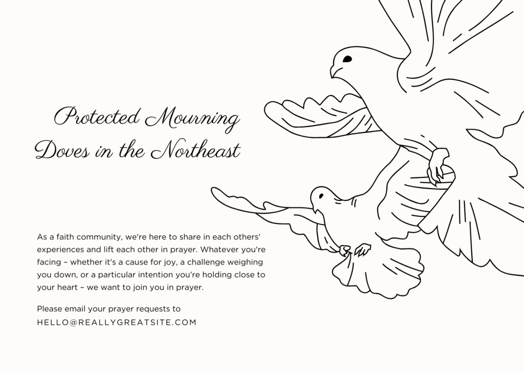 Mourning Doves