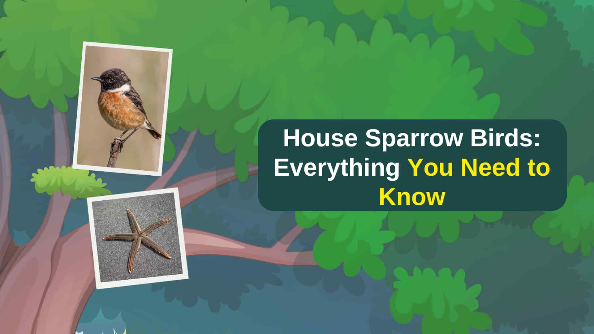House Sparrow