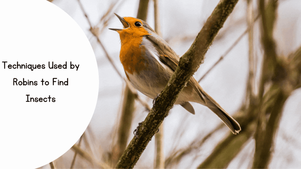 American Robins