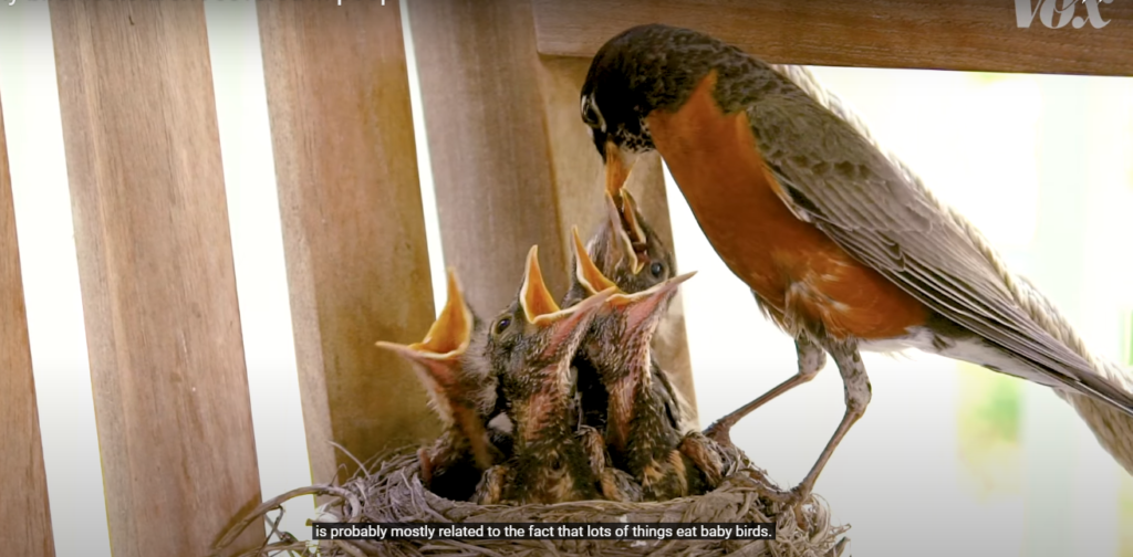 Robin Nests