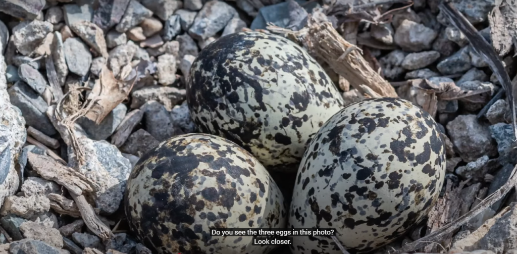 Robin Nests