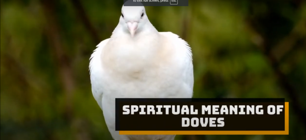 Mourning Dove