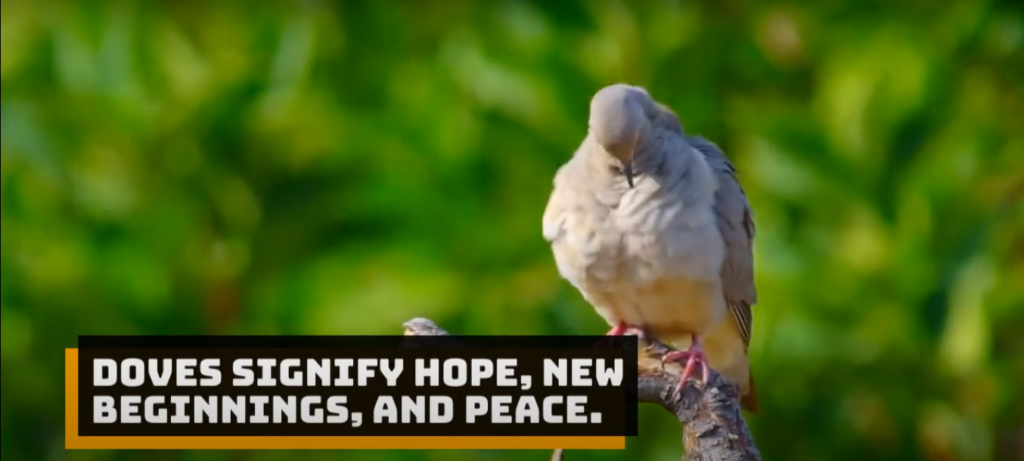 Mourning Dove