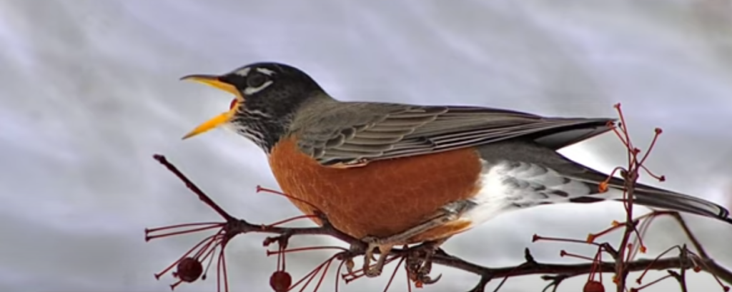Robins Migration