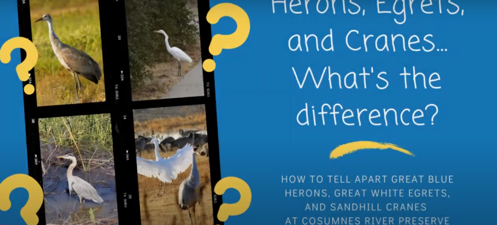 Heron vs. Egret