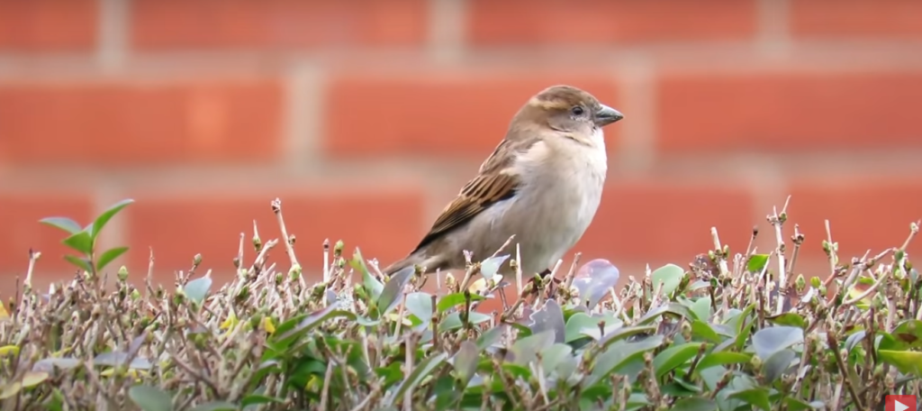 House Sparrows