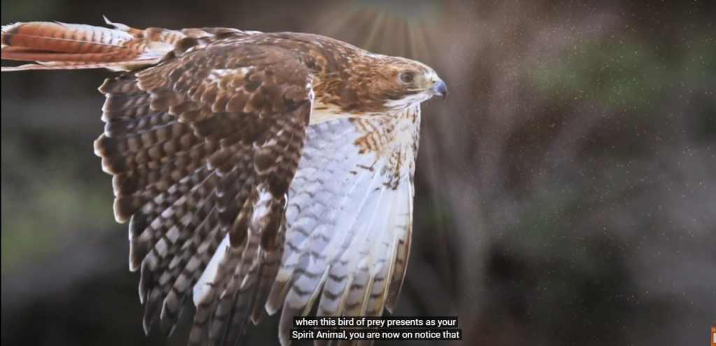 Hawk Symbolism