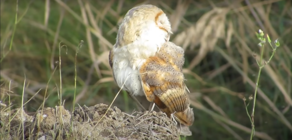 Barn Owls